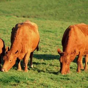 South Devon Cattle - grazing South Devon Cattle - grazing