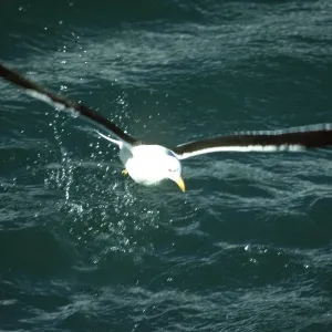 Southern Black-backed / Kelp / Dominican GULL Southern Black-backed / Kelp / Dominican GULL
