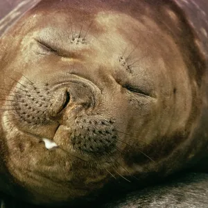 Southern elephant SEAL - facing camera Southern elephant SEAL - facing camera