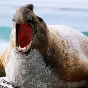 Southern Elephant SEAL - male, mouth open Southern Elephant SEAL - male, mouth open