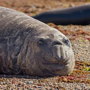 Southern Elephant Seal (Mirounga leonina)