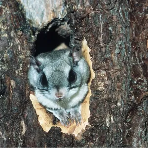 SOUTHERN FLYING SQUIRREL - Nesting, in tree cavity SOUTHERN FLYING SQUIRREL - Nesting, in tree cavity