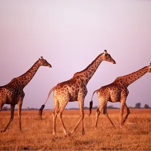 SOUTHERN GIRAFFE - x three at sunset SOUTHERN GIRAFFE - x three at sunset