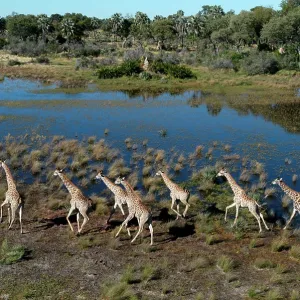 Southern Giraffes Southern Giraffes