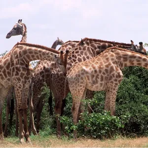 SOUTHERN GIRAFFES - x five, browsing SOUTHERN GIRAFFES - x five, browsing