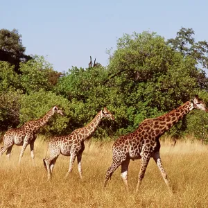 SOUTHERN GIRAFFES - x three, walking SOUTHERN GIRAFFES - x three, walking