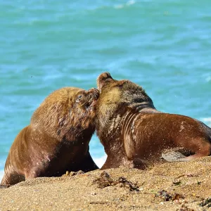Southern / Patagonian / South American Sea Lion Southern / Patagonian / South American Sea Lion