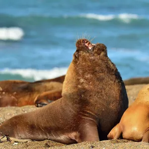 Southern / Patagonian / South American Sea Lion Southern / Patagonian / South American Sea Lion