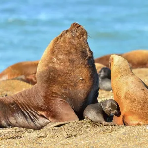 Southern / Patagonian / South American Sea Lion Southern / Patagonian / South American Sea Lion