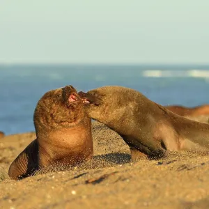 Southern / Patagonian / South American Sea Lion Southern / Patagonian / South American Sea Lion