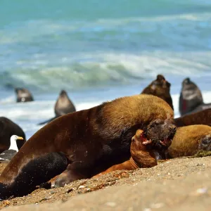Southern / Patagonian / South American Sea Lion Southern / Patagonian / South American Sea Lion