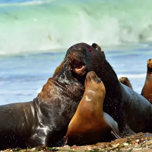 Southern / Patagonian / South American Sea Lion Southern / Patagonian / South American Sea Lion