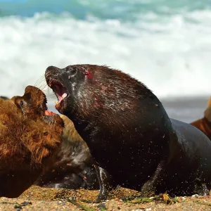Southern / Patagonian / South American Sea Lion Southern / Patagonian / South American Sea Lion