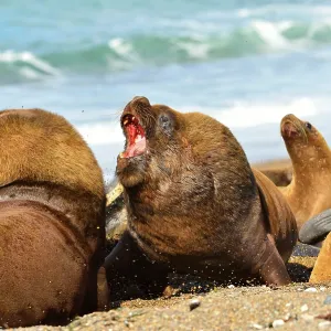 Southern / Patagonian / South American Sea Lion Southern / Patagonian / South American Sea Lion