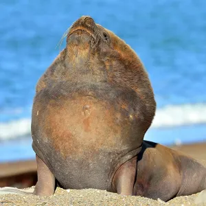 Southern / Patagonian / South American Sea Lion Southern / Patagonian / South American Sea Lion