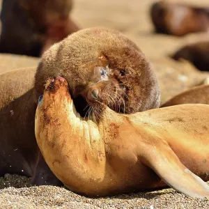 Southern / Patagonian / South American Sea Lion Southern / Patagonian / South American Sea Lion