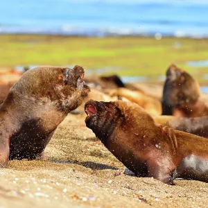 Southern / Patagonian / South American Sea Lion Southern / Patagonian / South American Sea Lion