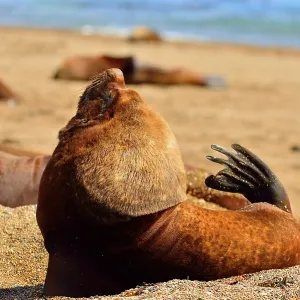Southern / Patagonian / South American Sea Lion Southern / Patagonian / South American Sea Lion
