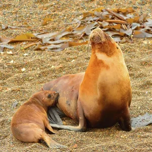 Southern / Patagonian / South American Sea Lion Southern / Patagonian / South American Sea Lion
