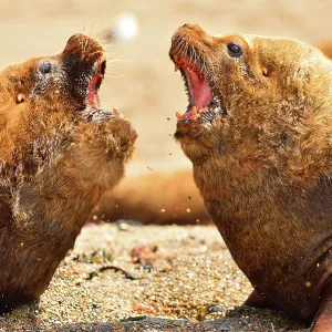 Southern / Patagonian / South American Sea Lion Southern / Patagonian / South American Sea Lion
