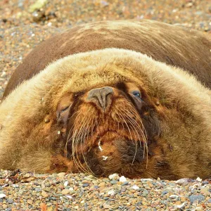 Southern / Patagonian / South American Sea Lion - male - Southern / Patagonian / South American Sea Lion - male -