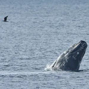 Southern Right Whale