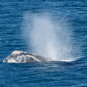 Southern Right Whale