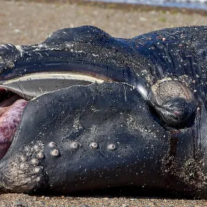 Southern Right Whale