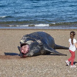 Southern Right Whale