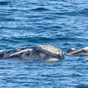 Southern Right Whale
