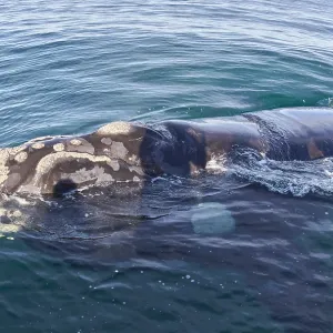 Southern Right Whale