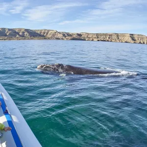 Southern Right Whale