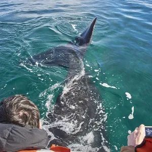 Southern Right Whale