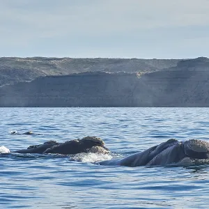 Southern Right Whale