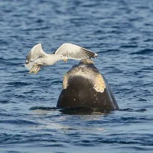 Southern Right Whale
