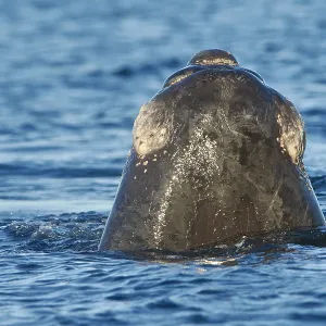 Southern Right Whale