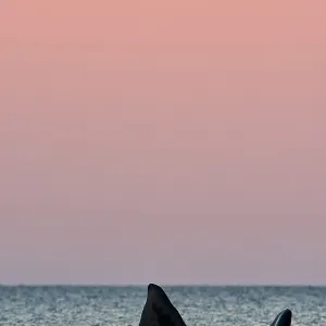 Southern Right Whale