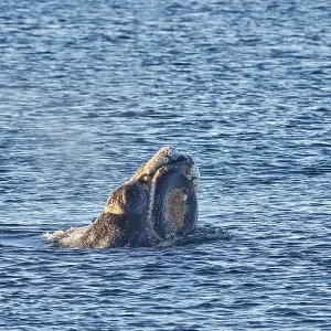 Southern Right Whale
