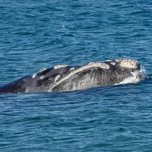 Southern Right Whale