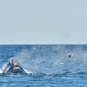 Southern Right Whale