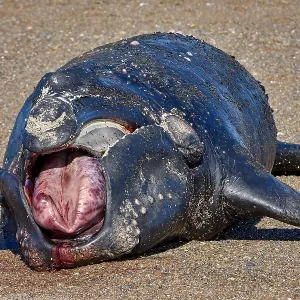 Southern Right Whale