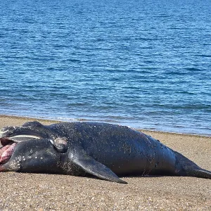 Southern Right Whale