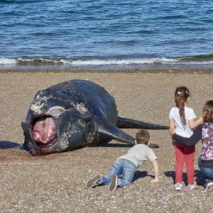 Southern Right Whale