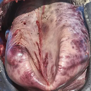 Southern Right Whale