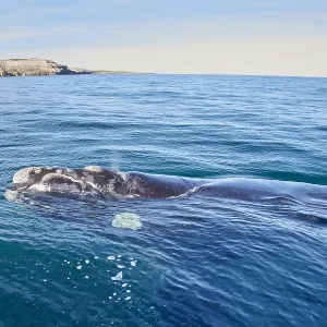 Southern Right Whale