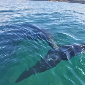 Southern Right Whale