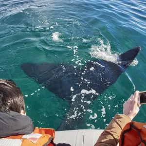 Southern Right Whale