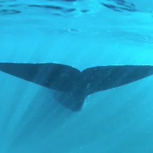 Southern Right Whale - tail Southern Right Whale - tail