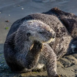 Southern Sea Otter (Enhydra lutris nereis) resting Southern Sea Otter (Enhydra lutris nereis) resting