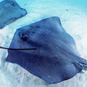 SOUTHERN STINGRAY - X 2 SOUTHERN STINGRAY - X 2